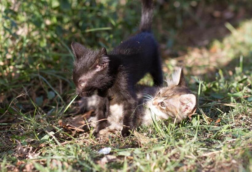 Pensão Vila Toate Panzele Sus