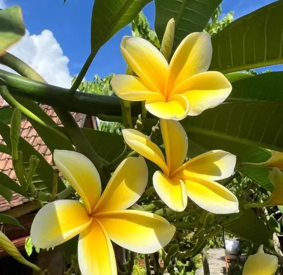 Pinokkio B&b Restaurant