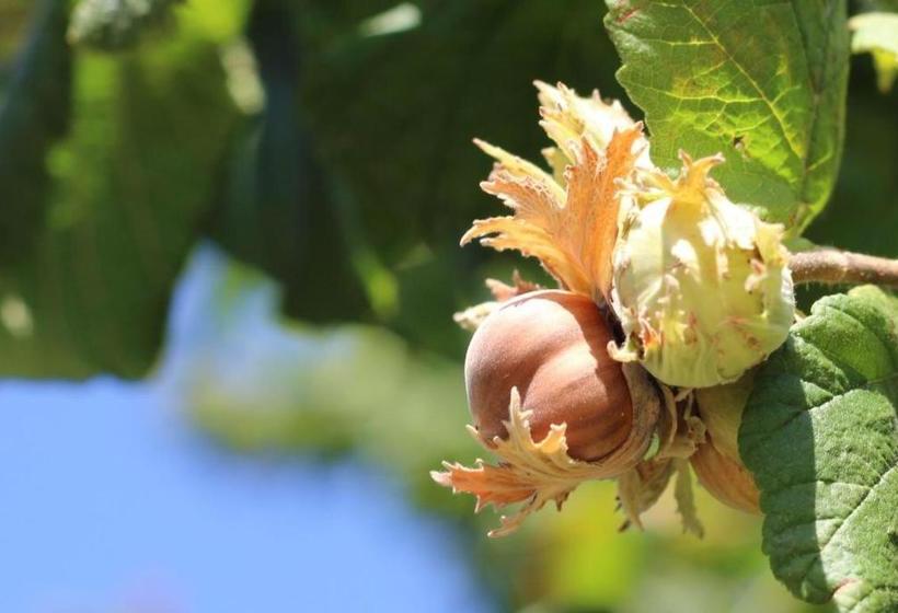 Szálloda Le Fontane