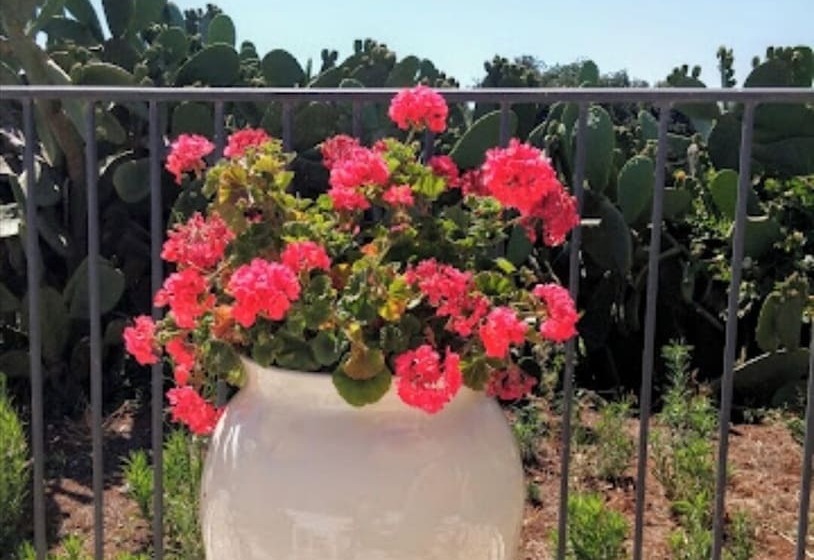 پانسیون Room In Bb  Stunning Quadruple Room In Ancient Masseria Near The Sea In A Quiet Olive Trees