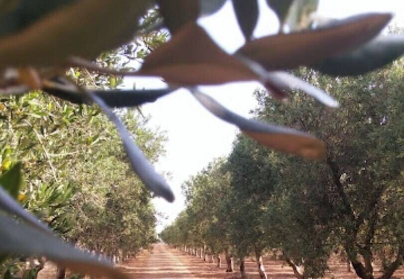پانسیون Room In Bb  Stunning Quadruple Room In Ancient Masseria Near The Sea In A Quiet Olive Trees
