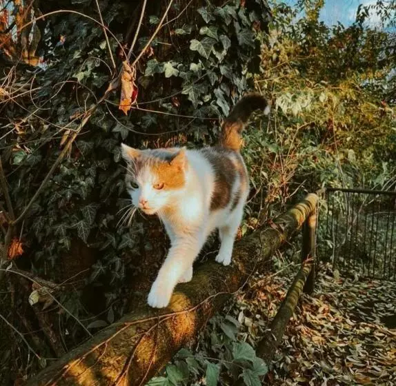 Agriturismo Corte San Girolamo