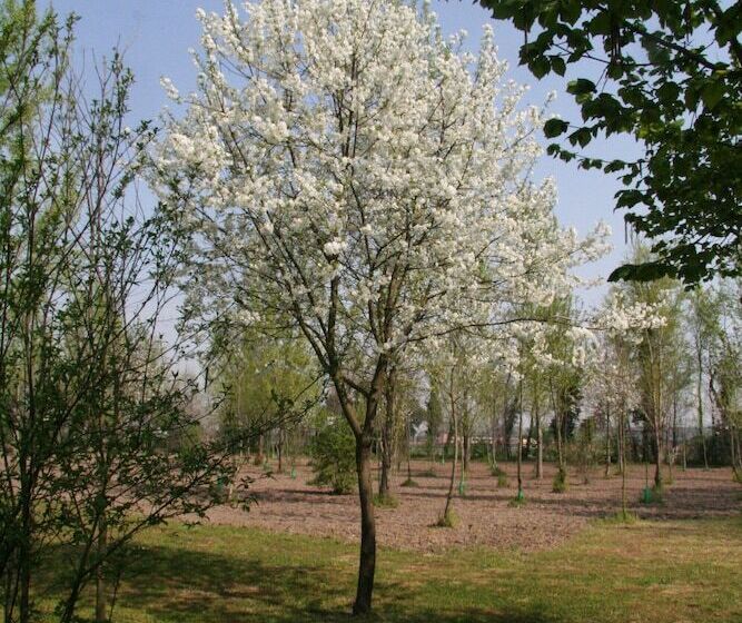 Agriturismo Corte San Girolamo
