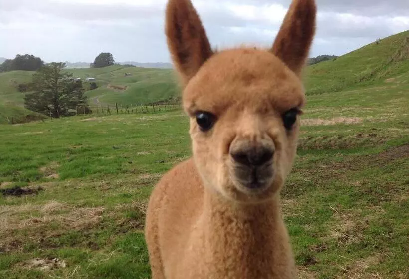 ホテル Waihi Gold Alpacas 1 Or 2 People