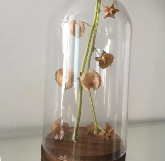 ベッドアンドブレックファースト Casa Physalis