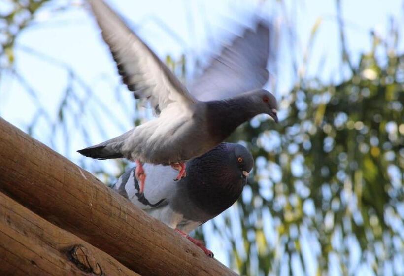 Hotel Di Roma Rio Quente, Go Flat