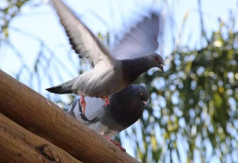 ホテル Di Roma Rio Quente, Go  Flat