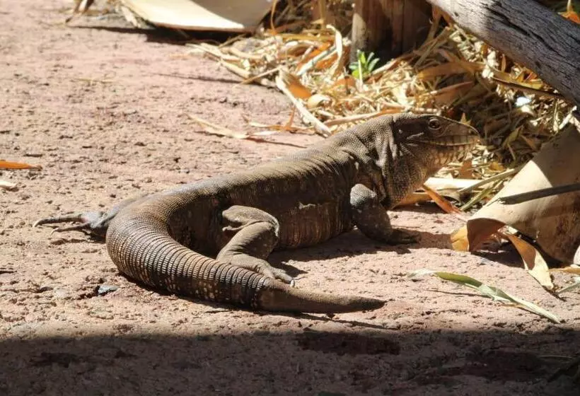 ホテル Di Roma Rio Quente, Go  Flat