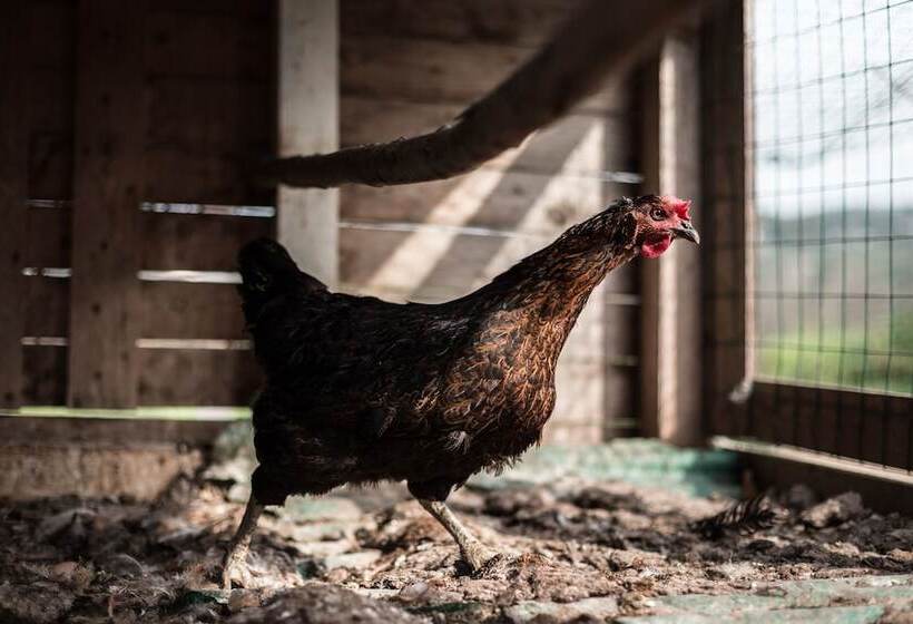 Agriturismo Podere L'agave