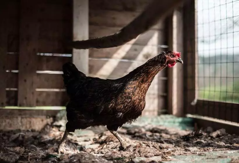 Agriturismo Podere L'agave