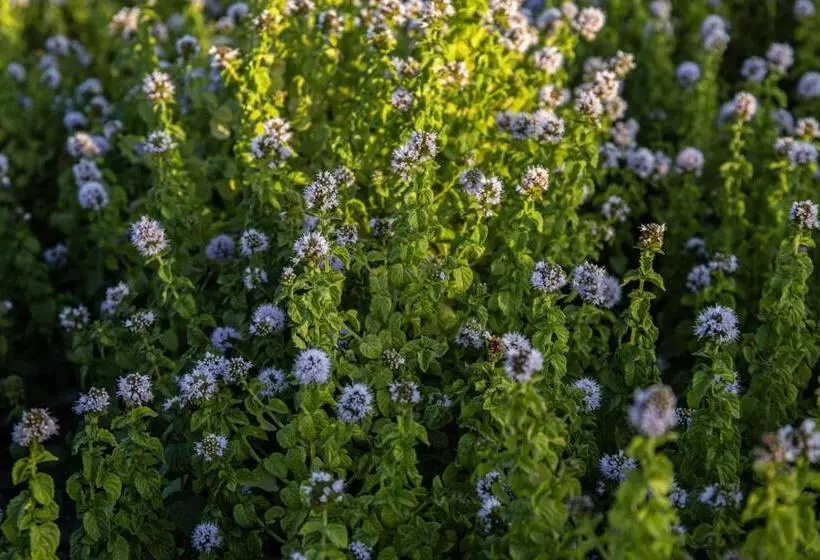 Agriturismo Podere L'agave