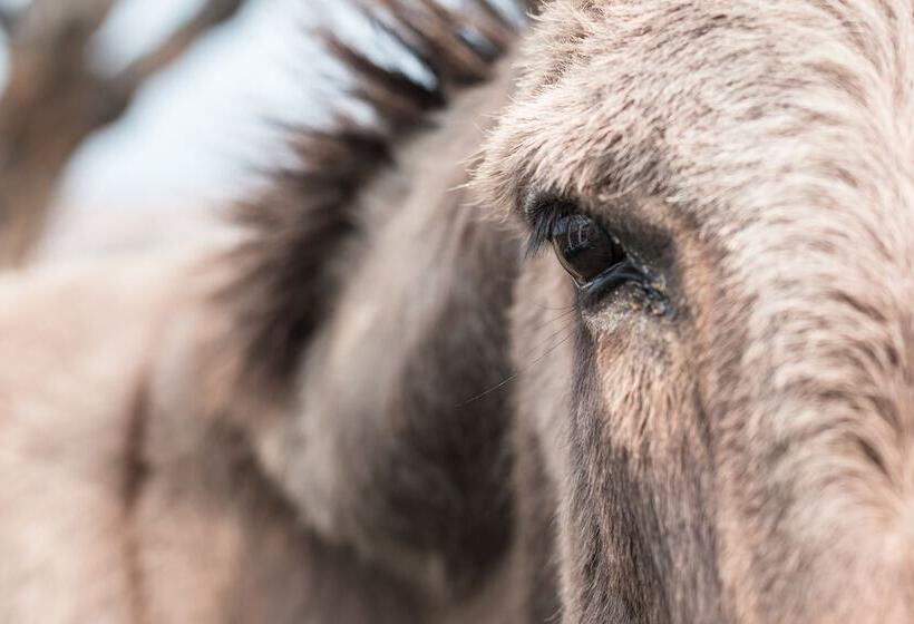 Agriturismo Podere L'agave