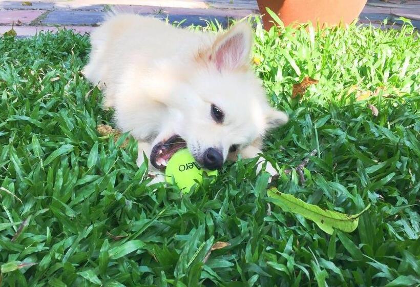 旅馆 Boho Garden Guest House