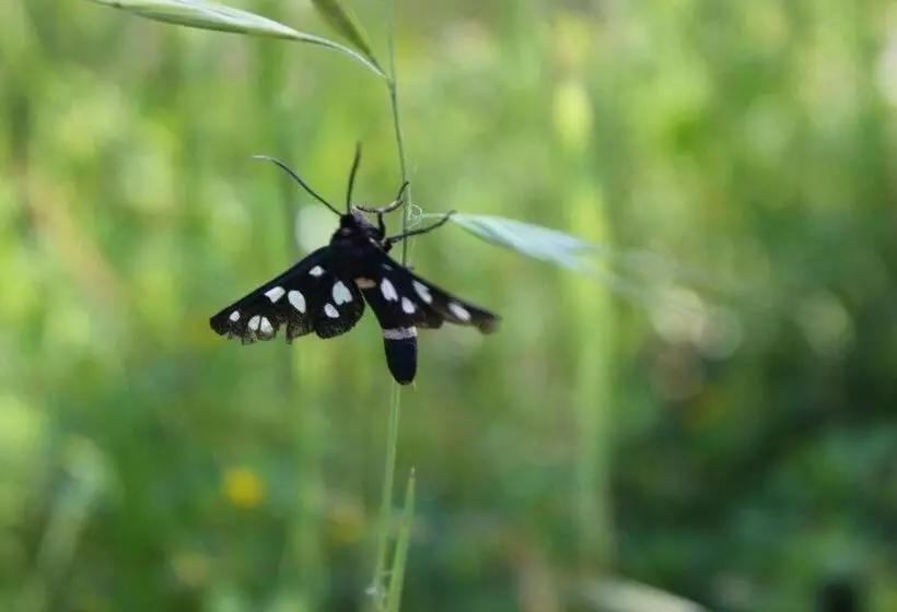 هتل Masseria Incantalupi