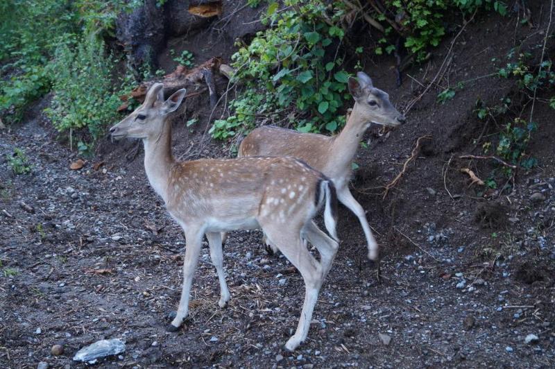 Regiohotel Schanzenhaus Wernigerode