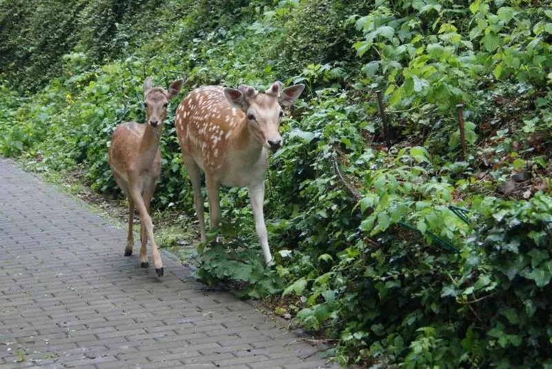 Regiohotel Schanzenhaus Wernigerode