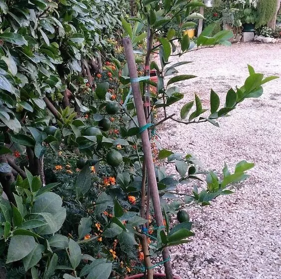 پانسیون Pansion Ivanka Barac