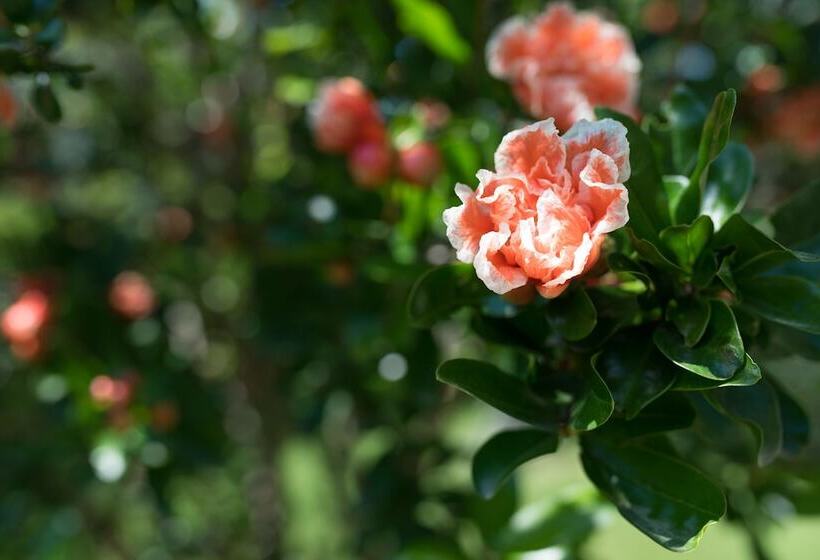 בית מלון כפרי Catullo