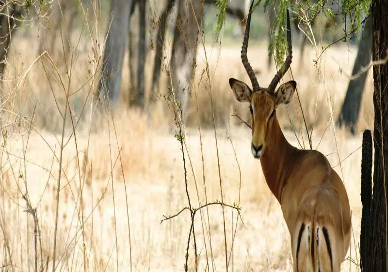 هتل The Nesbitt Castle