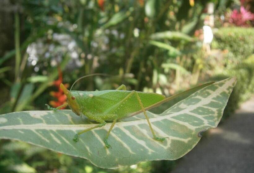 La Palapa Eco Lodge Resort