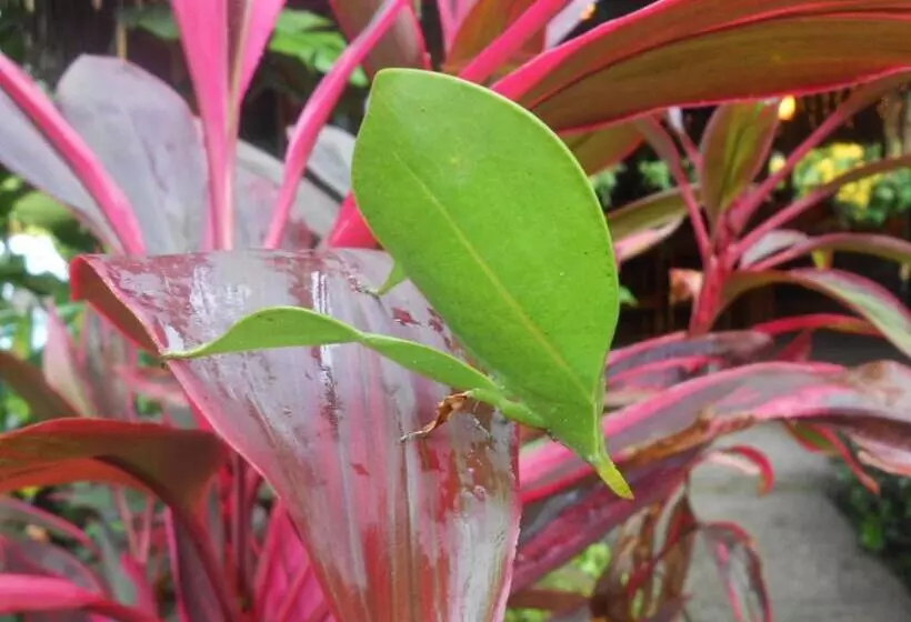 La Palapa Eco Lodge Resort