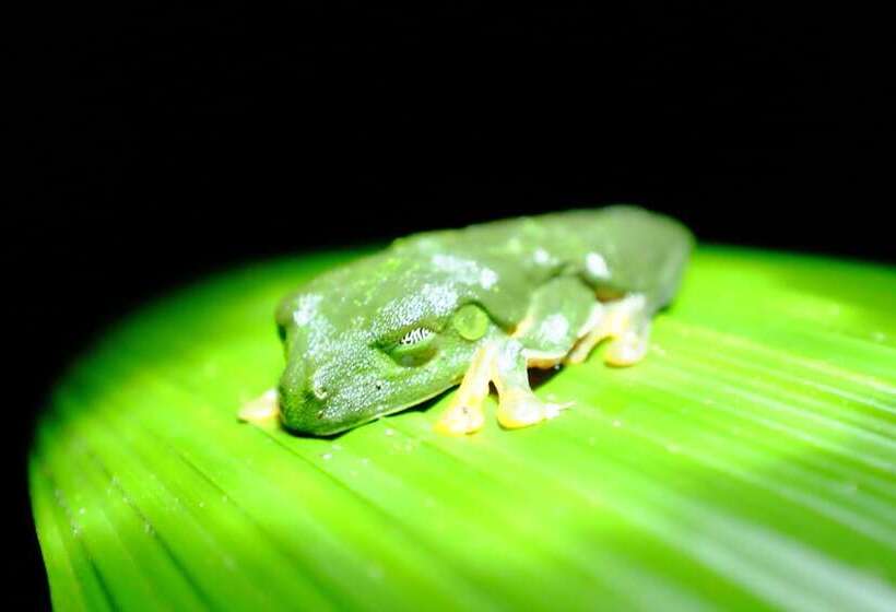 La Palapa Eco Lodge Resort
