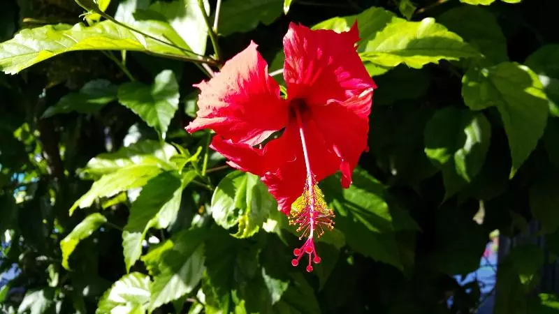 استراحتگاه The Black Pearl Beach Side Apartments