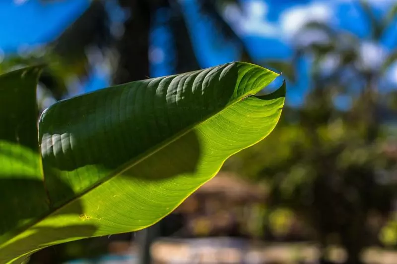 استراحتگاه The Black Pearl Beach Side Apartments