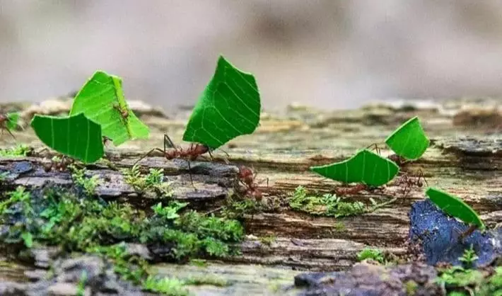 ベッドアンドブレックファースト Tambopata Edosikiana Lodge