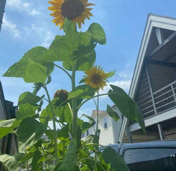 Drive In Ichinomiya Motel