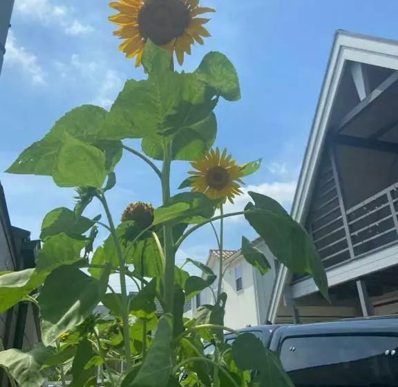 Drive In Ichinomiya Motel