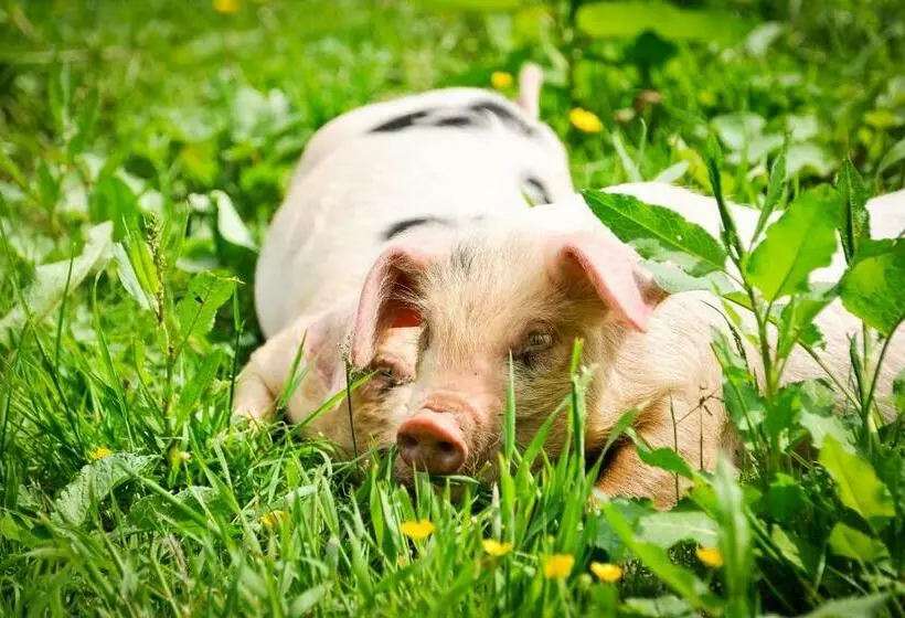 ペンション Huntstile Organic Farm