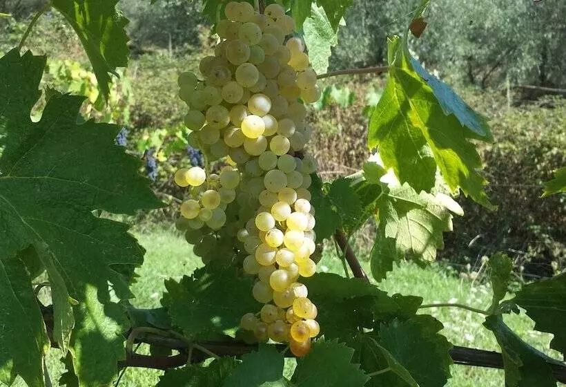 Fattoria Gambaro Di Petrognano