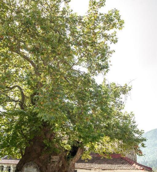בית מלון כפרי Sintrivanis Mountain