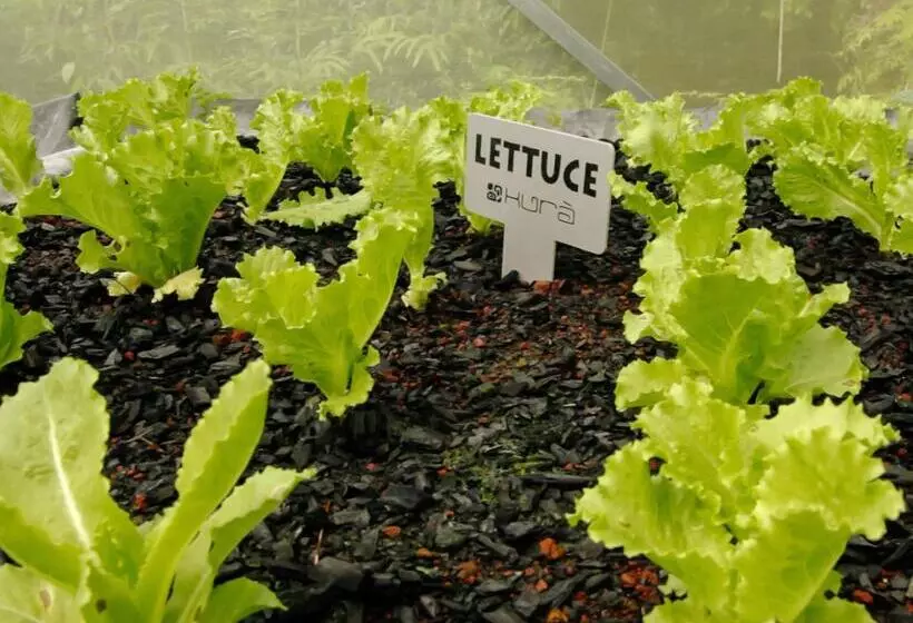 אתר נופש Kura Boutique Hotel Member Of The Cayuga Collection