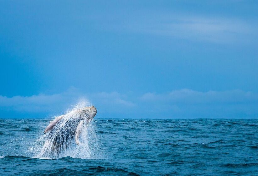 리조트 Kura Boutique Hotel Member Of The Cayuga Collection