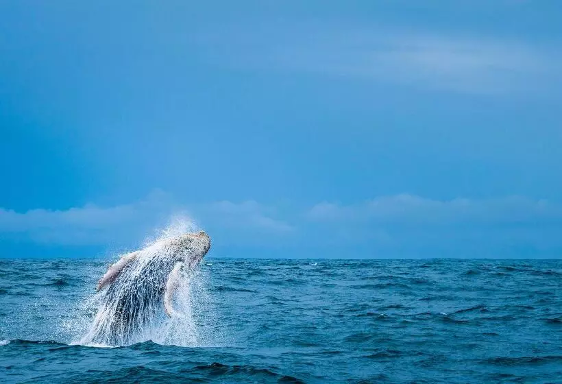 אתר נופש Kura Boutique Hotel Member Of The Cayuga Collection