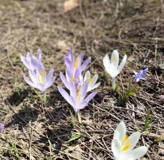 Aamiaismajoitus (B&B) Bujtina Arlindi