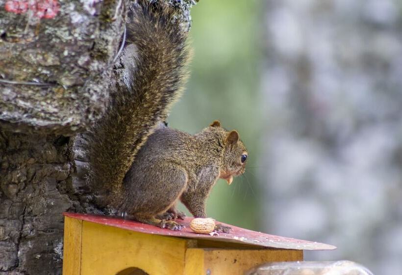 ホテル Green Village