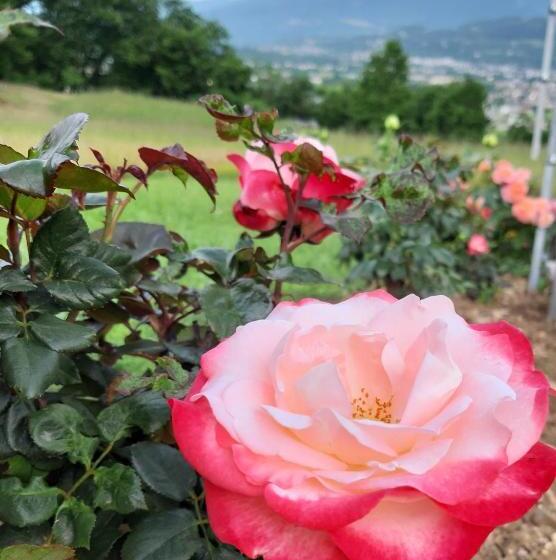 בית מלון כפרי La Casa Di Maia Alloggio Agrituristico