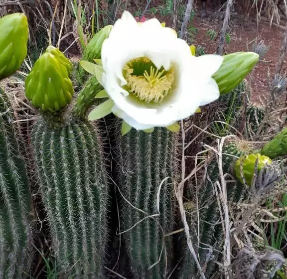 Majatalo Garden Palace Guesthouse