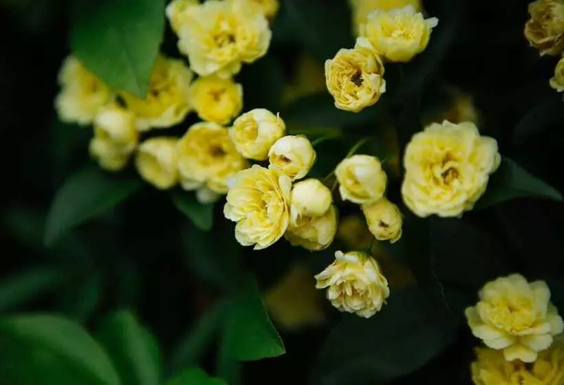 Hotel Federation Gardens & Possums Hideaway