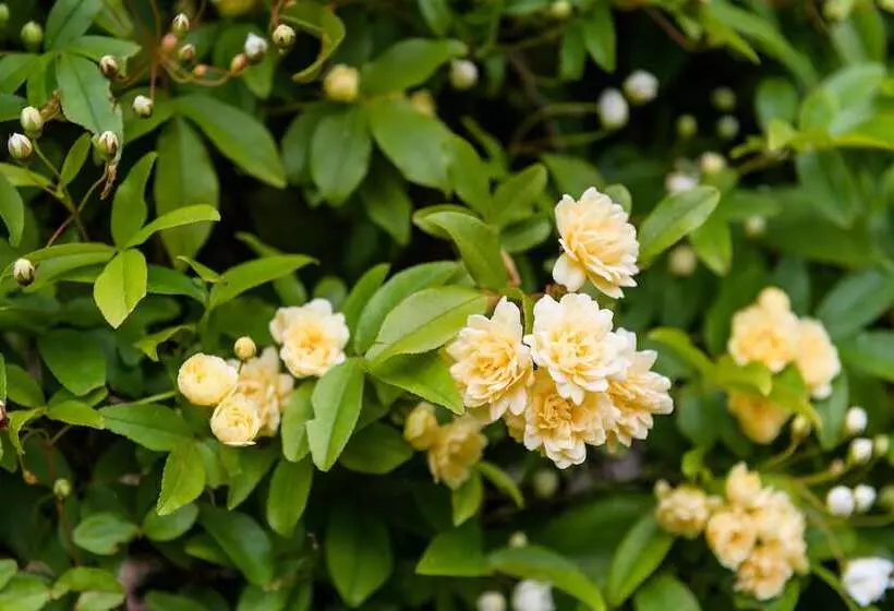 Hotel Federation Gardens & Possums Hideaway