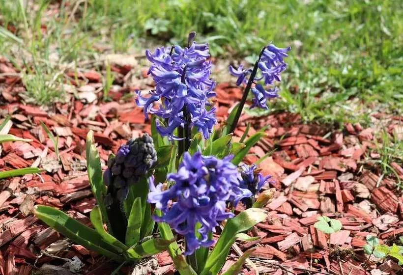 Regiohotel Am Brocken Schierke
