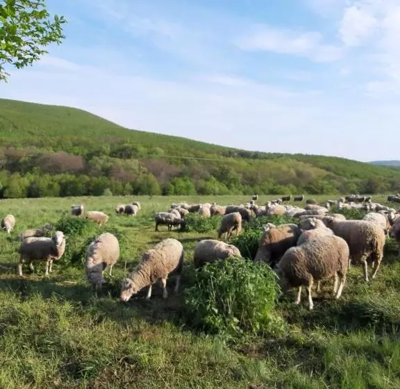 Hotelli Rókabérc Vadászház