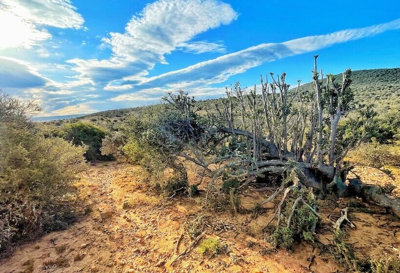 Buffelsdrift Game Lodge