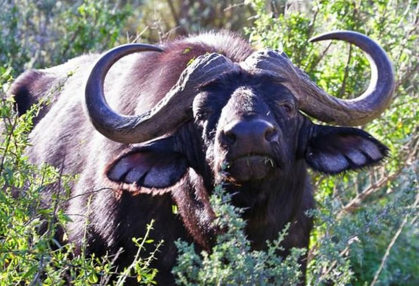 Buffelsdrift Game Lodge