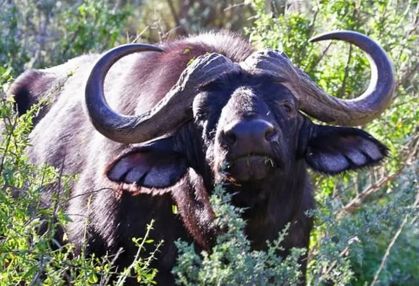 Buffelsdrift Game Lodge