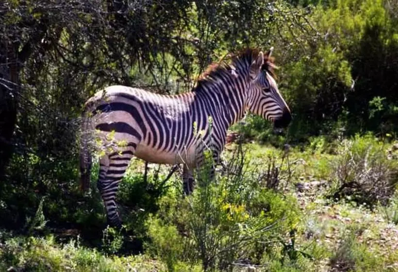 Buffelsdrift Game Lodge