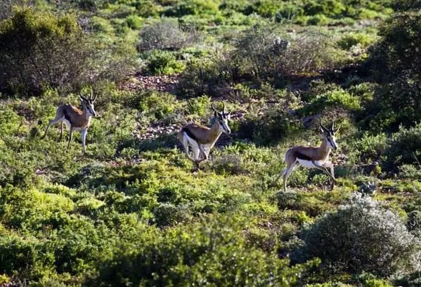 Buffelsdrift Game Lodge